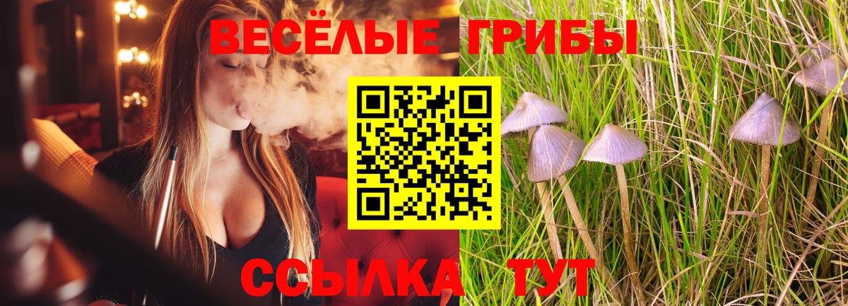 Черняховск  Псилоцибиновые грибы прущие грибы  где найти   Вход с VPN 